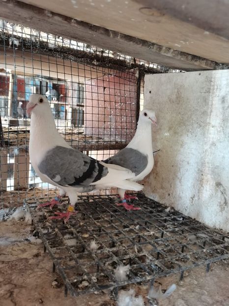 pereche pe albastru - cupluri 2024 o parte din ei