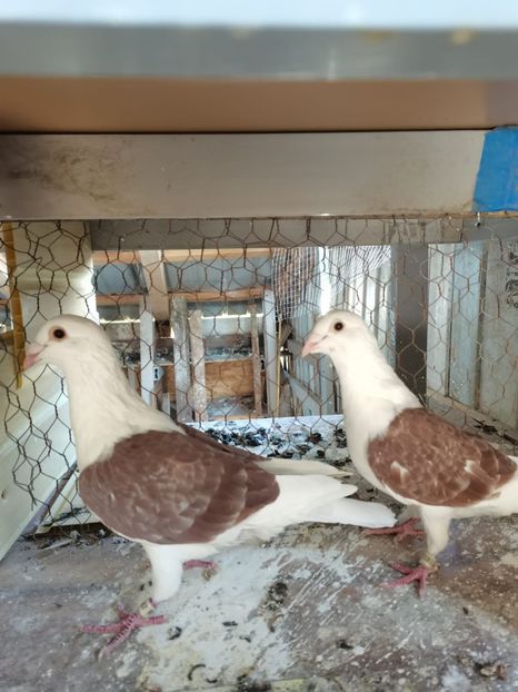 pereche trestiu pe rosu - cupluri 2024 o parte din ei