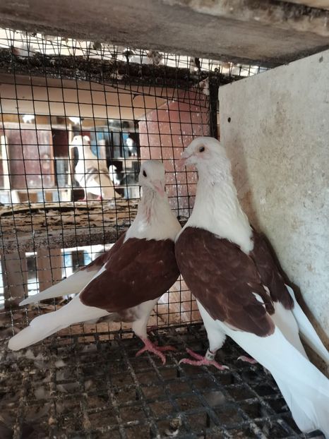 pereche de rosii - cupluri 2024 o parte din ei