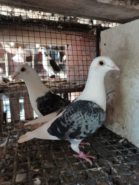 pereche pe covacit - cupluri 2024 o parte din ei