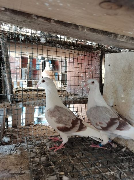 pereche argintii cu dungi rosii - cupluri 2024 o parte din ei