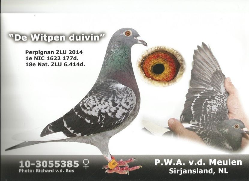 Witpen duiven - Vochin George Ria