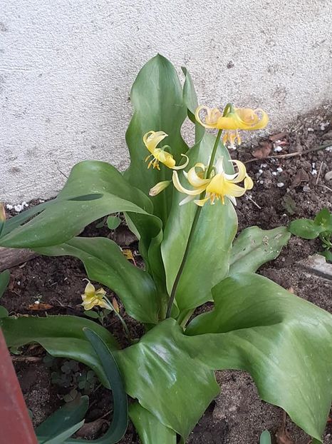  - 0 crin pagoda erythronium