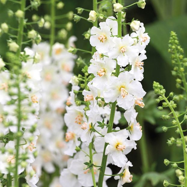 lumanarica-verbascum-flush-of-white - 0 Lumanarica verbascum