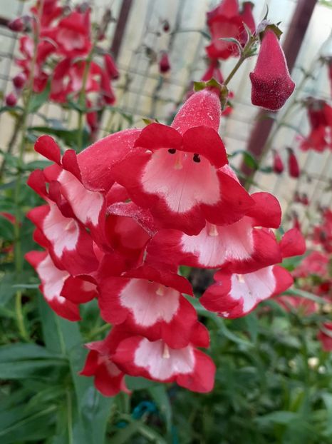  - 0 Penstemon Harlequin Magenta!