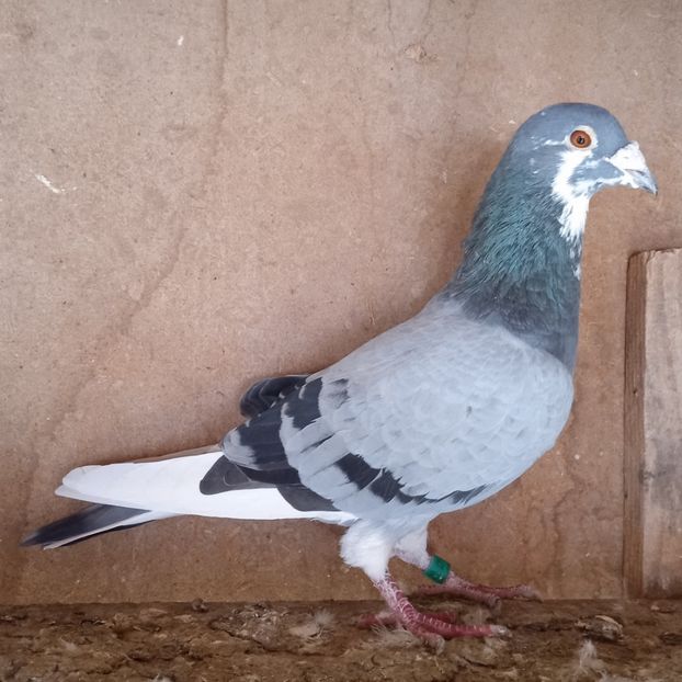 Mascul 18-128....-vandut - Porumbei vanduti