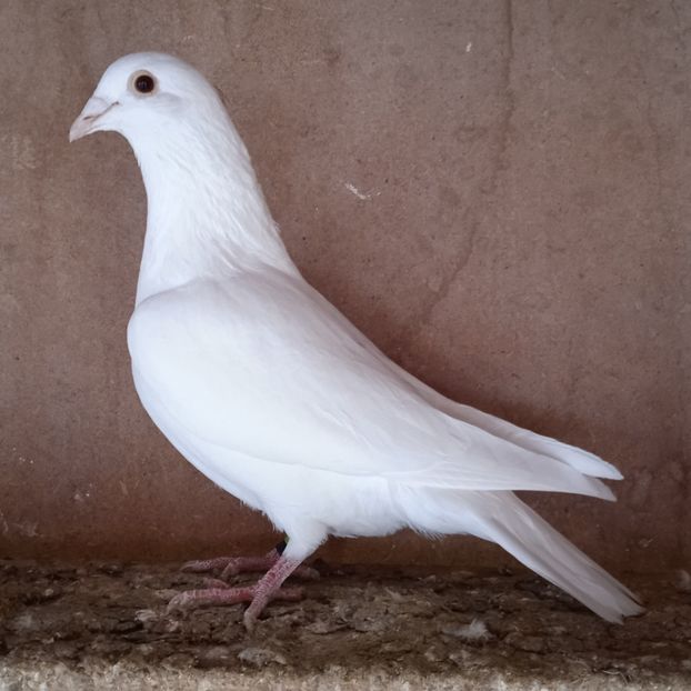 Mascul 24-123....-15 lei - Porumbei vanduti