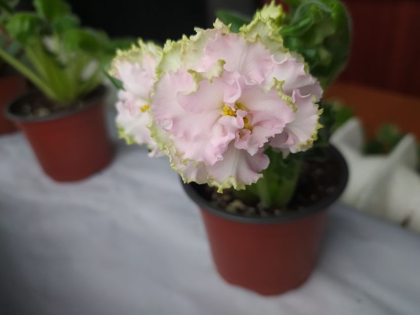 26 decembrie 2023 - AV Bogemnaya Rapsodiya