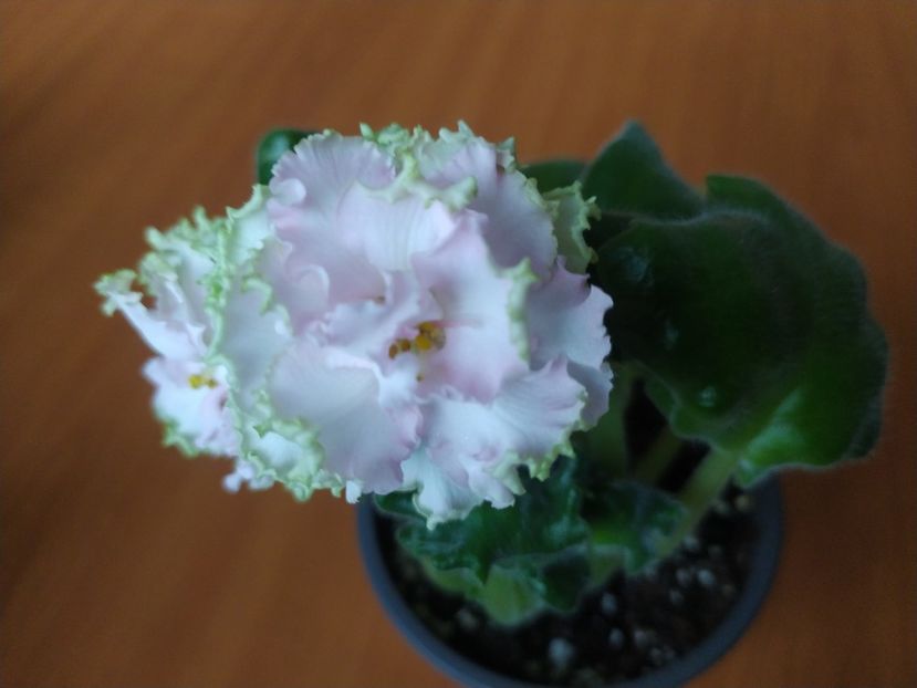 26 decembrie 2023 - AV Bogemnaya Rapsodiya