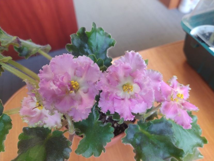 26 decembrie 2023 - EK Zolotoj Fazan