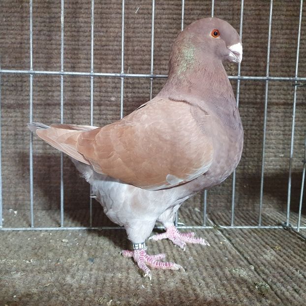  - Porumbei Vânduți