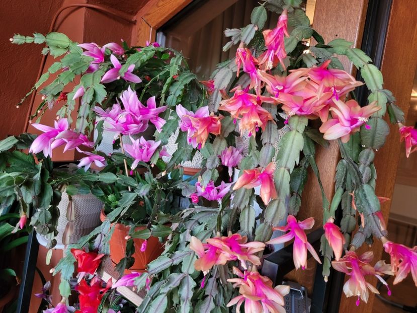  - Schlumbergera