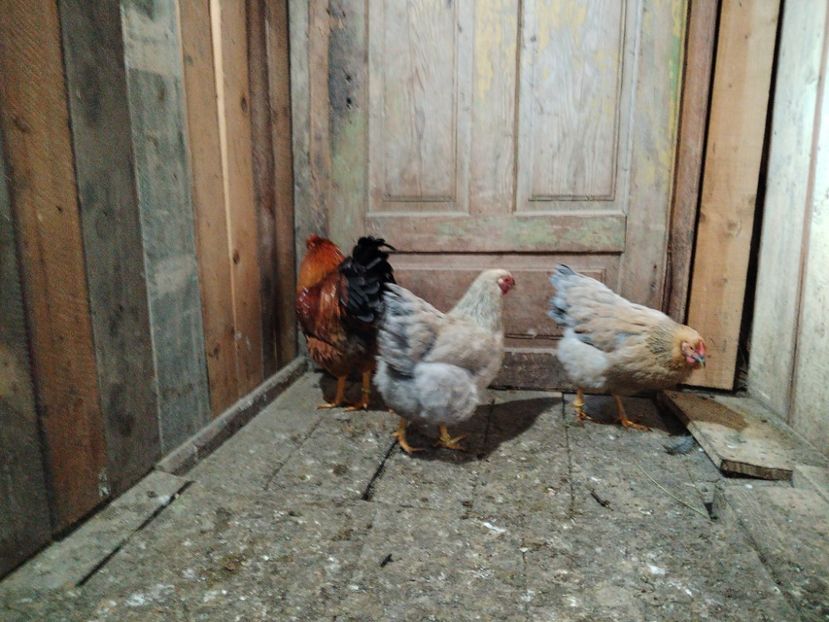  - Wyandotte potîrnichiu pe albastru