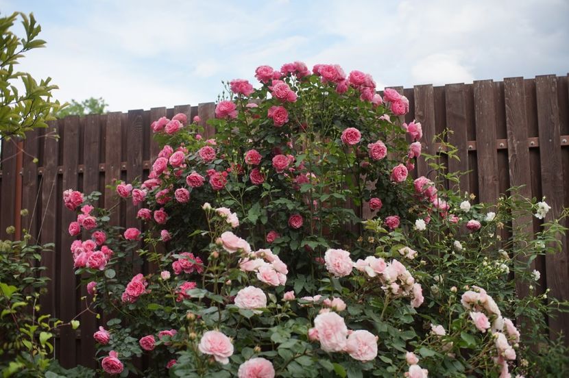  - Leonardo da Vinci Cl