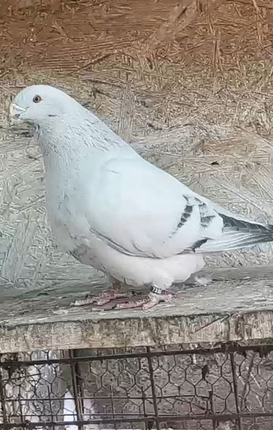 M22 - Masculi Azur 2023