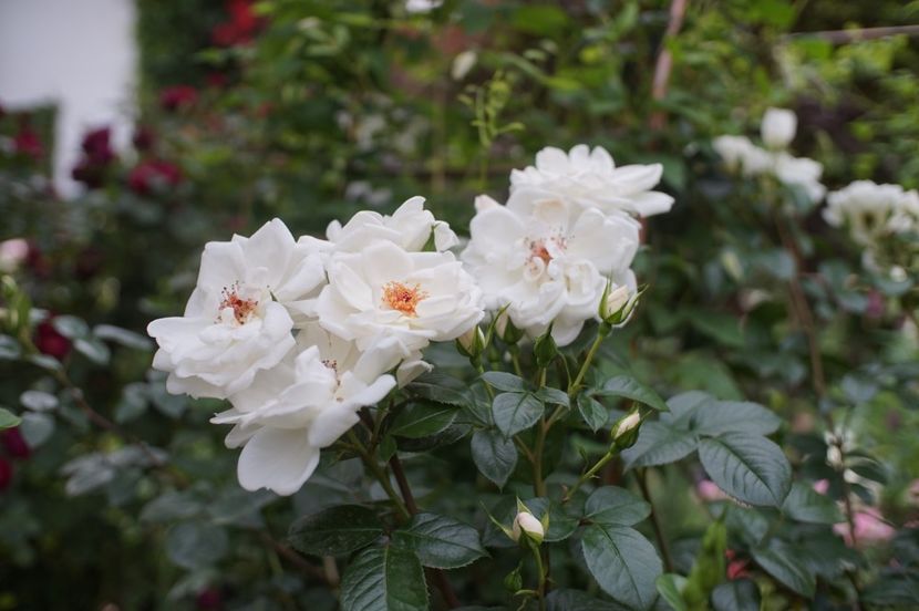  - Starlight Symphony