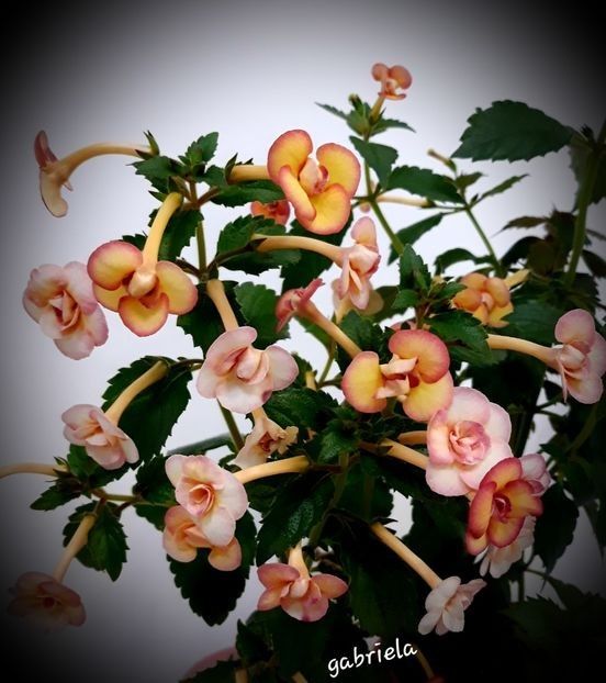 Peach Orchard - Achimenes