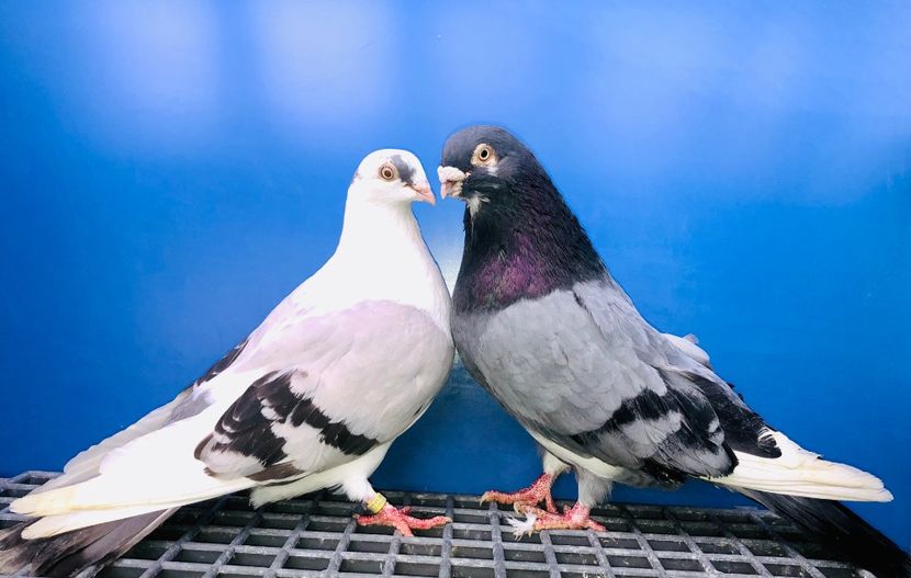 Perechea  64 - B - Perechi 2024