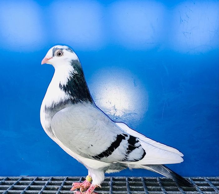 17219  Femelă  2023 - 00001 porumbei dragi mie arhivă