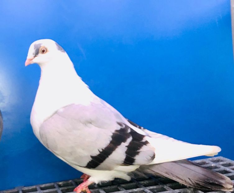 17152  Femelă  2023 - Plecați ALBUM 4