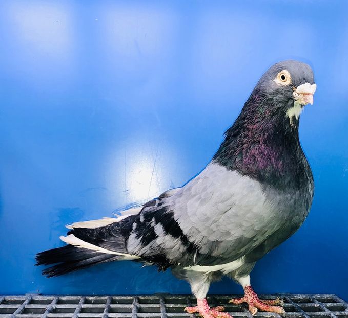 Mascul  2018 - Jucători de Galați