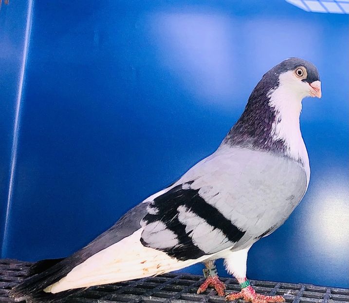 17062  Mascul  2019 - 00001 porumbei dragi mie arhivă