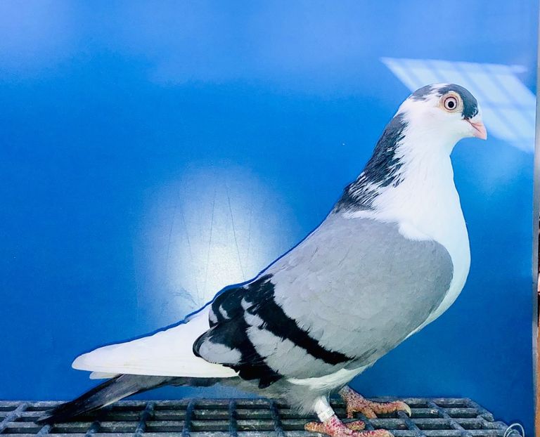 12317  Femelă  2021 - Jucători de Galați