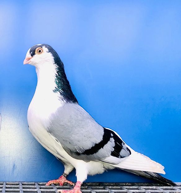 23094  Mascul  2020 - Jucători de Galați