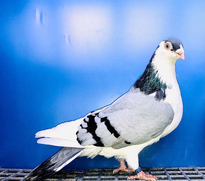 7723  Femelă  2012 - Jucători de Galați