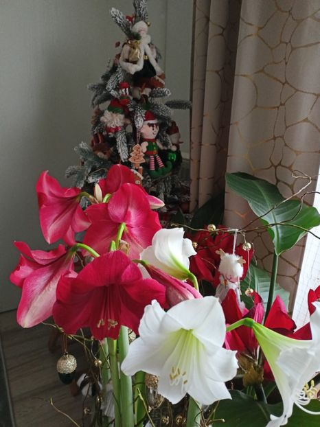 decembrie Crăciun 2023 - Plante verzi de apartament