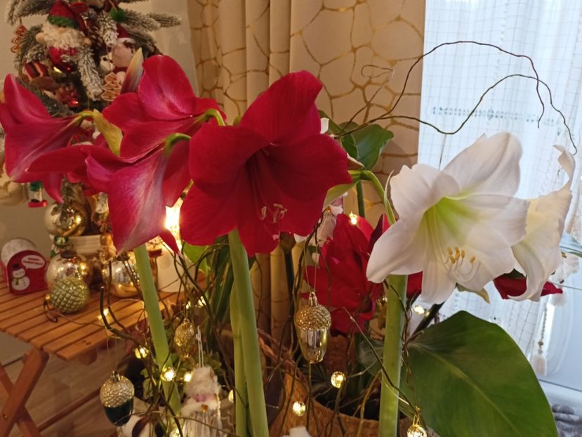  - Plante verzi de apartament