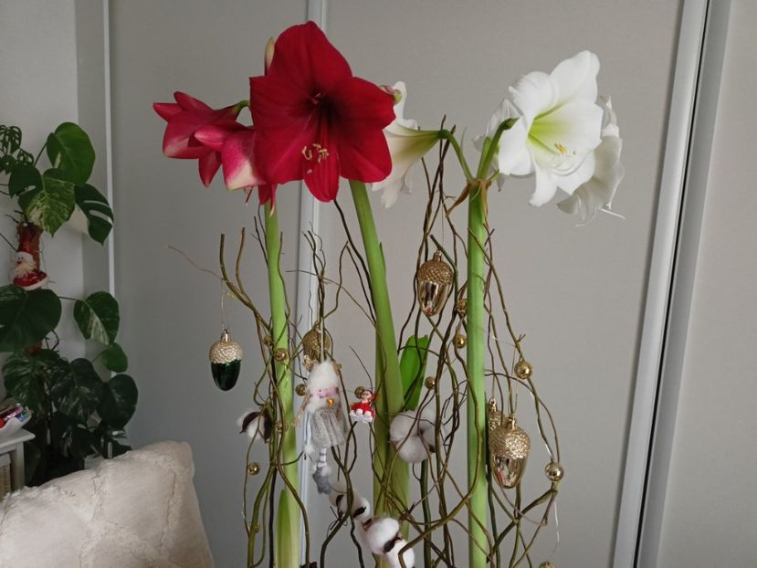  - Plante verzi de apartament