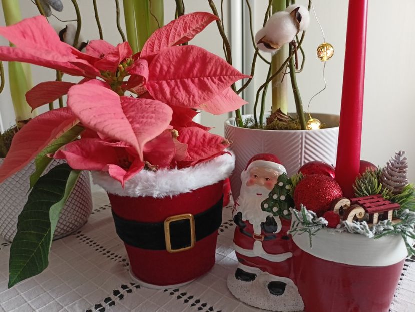  - Plante verzi de apartament