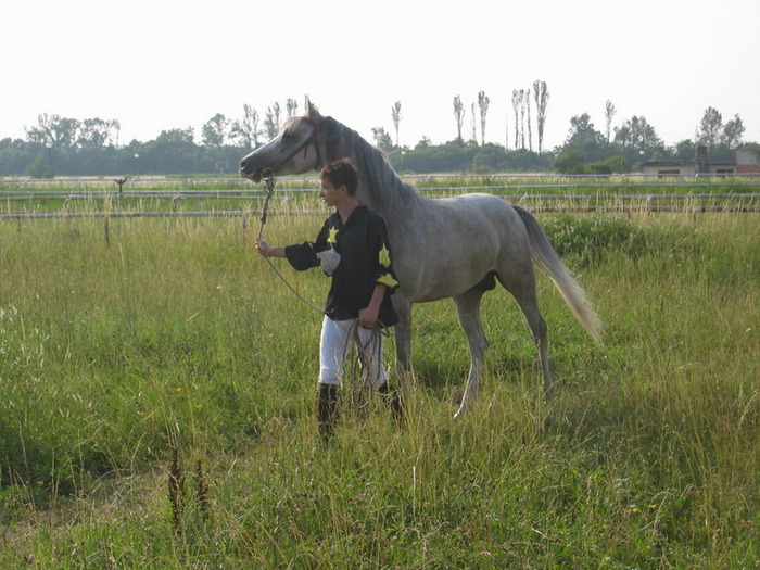 zent-1 - My horses - Arabian
