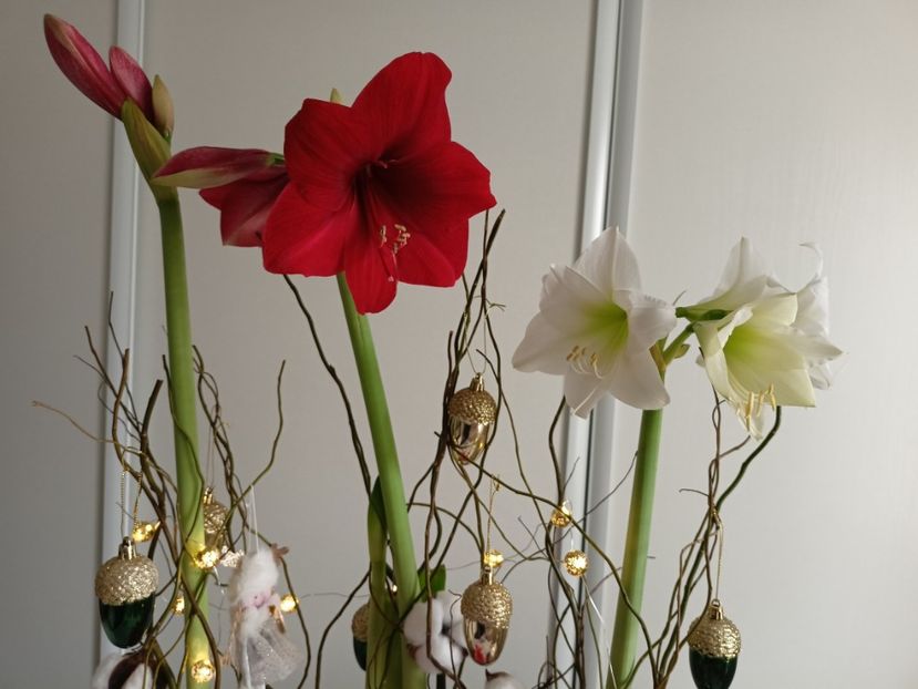  - Plante verzi de apartament