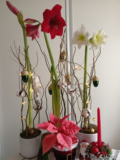  - Plante verzi de apartament