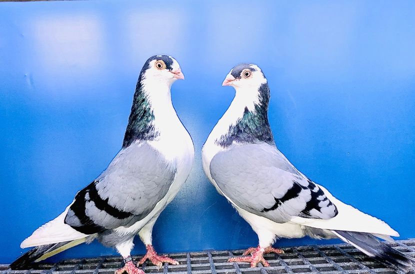 Perechea  63 - B - Perechi 2024