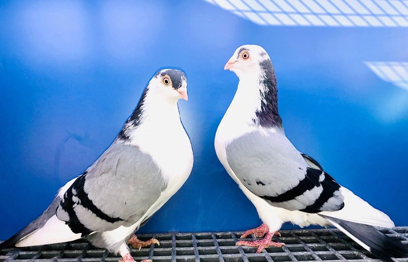 Perechea  74 - B - Perechi 2024