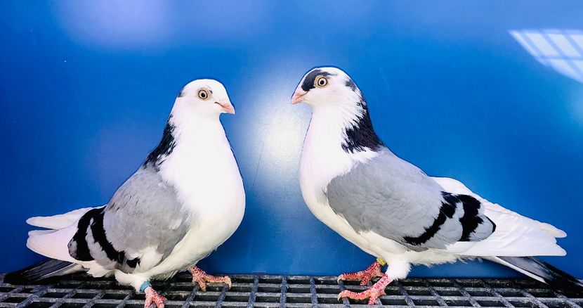 Perechea  61 - B - Perechi 2024