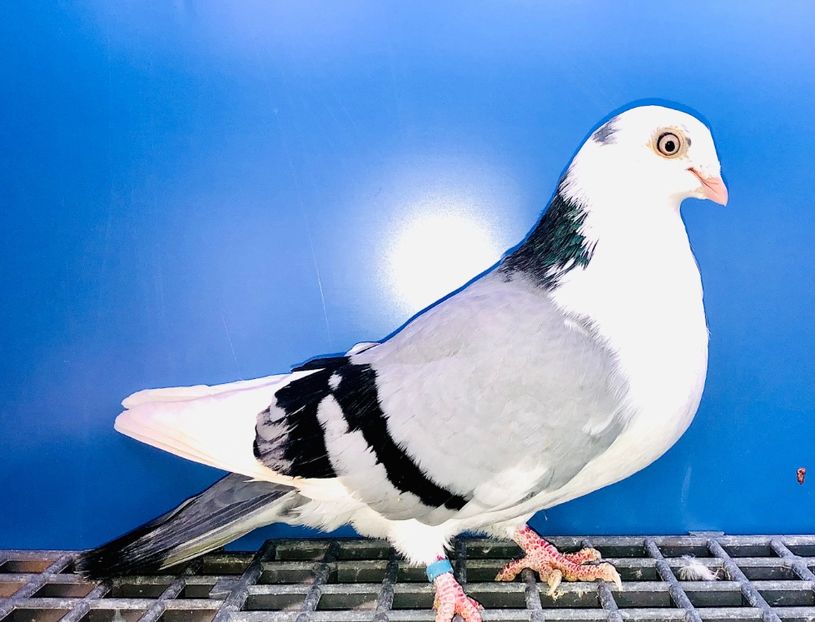 7066  Femelă  2018 - Plecați ALBUM 4