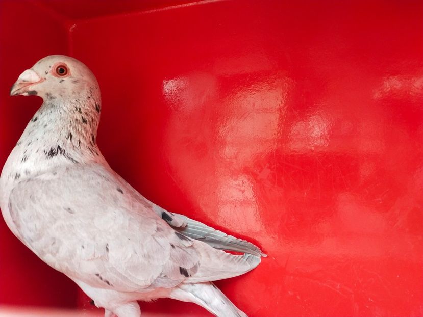  - ANDALUZI HOMOZIGOTI