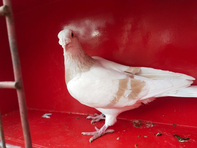  - ANDALUZI HOMOZIGOTI