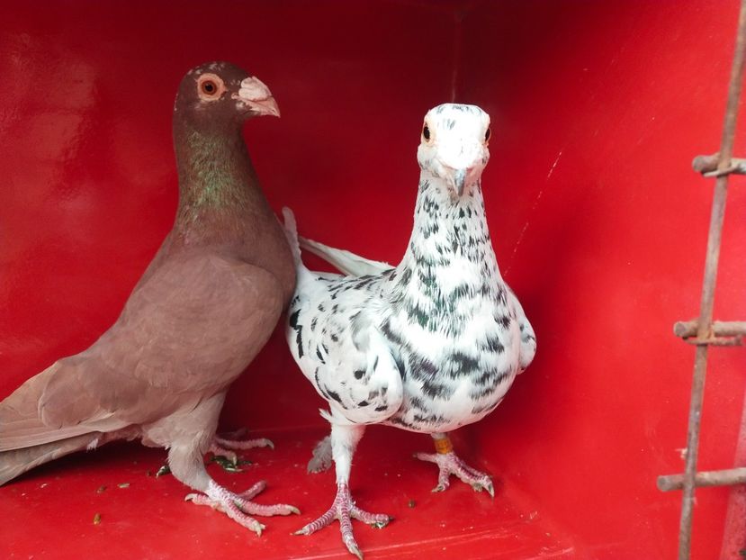  - ANDALUZI HOMOZIGOTI