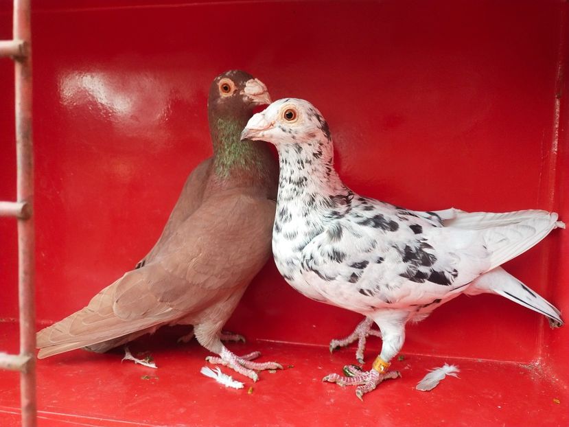  - ANDALUZI HOMOZIGOTI