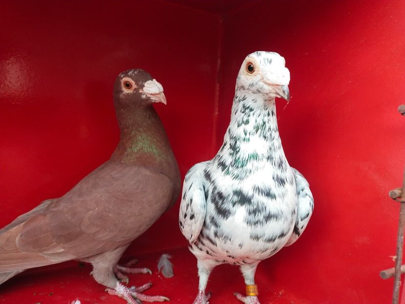  - ANDALUZI HOMOZIGOTI