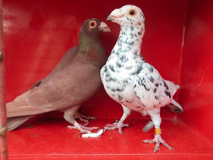  - ANDALUZI HOMOZIGOTI