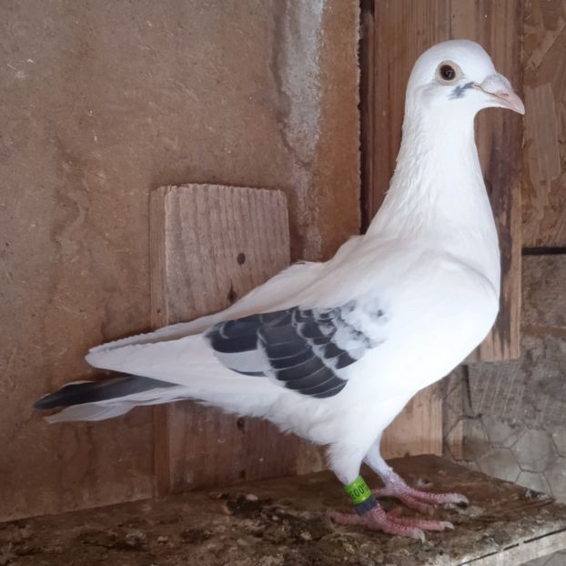 Mascul 24-102....-15 lei - Porumbei vanduti