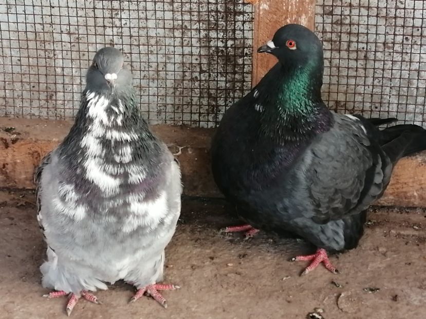 IMG-20231228-WA0001(2) - MONDAIN PT 2024