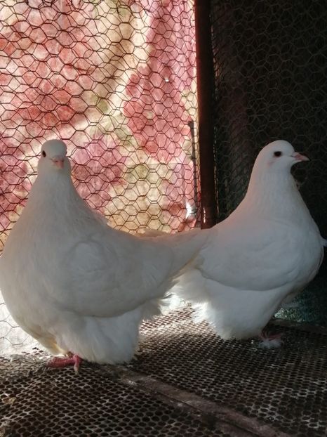 IMG-20231228-WA0006 - MONDAIN PT 2024