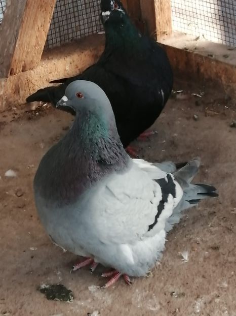 IMG-20231228-WA0005 - MONDAIN PT 2024